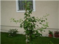 gingko biloba
